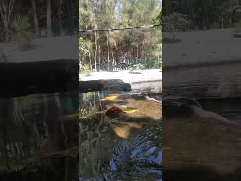 Hidden Gem In San Narciso Zambales