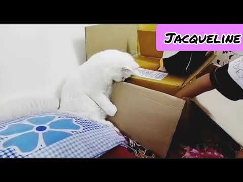 cute cat Jacqueline is playing