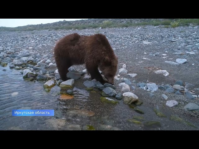 Численность медведей в Иркутской области превышает норму в два раза