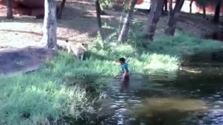 WTH? This Drunk Man Jumps Into Lion Enclosure In Hyderabad Zoo To 