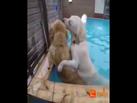 fun with bloody animals