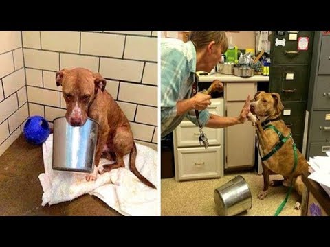This Dog Is Best Friends With A Bucket, And Now He Needs Your Help!