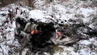 preview picture of video 'Älg hund sliter i älg kalven han drivit fram till passkytt nr 213 lysviks södra jaktlag'