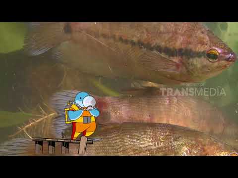 SI PIPIH DARI BORNEO | DUNIA BINATANG (8/11/17) 3 - 3