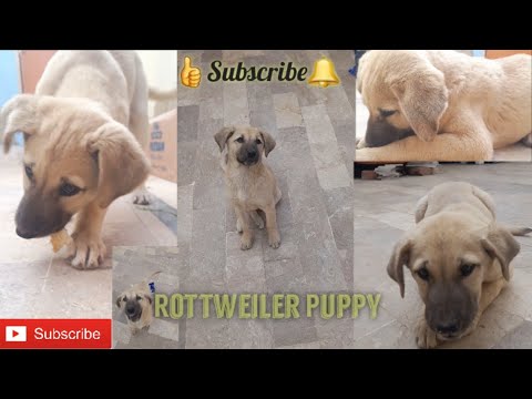 Rottweiler Puppy Most Expensive