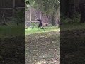 Drunk Man Talking To A Lion