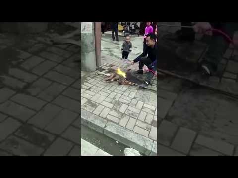 Dog Burned Alive Blowtorched China Cruel Asia Dog Meat Trade Abuse Yulin Festival Torture Kill