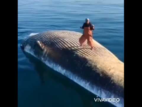 "LUC DOG" Get Like Me 🌟🌙🌞⚡🌠 (ProdC.NJerry)