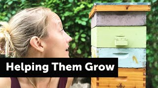Help Your BEEHIVE GROW!  |  Beekeeping Tips
