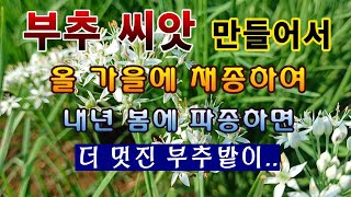 [텃밭농부 1,651]  부추 꽃이 피면 잘 키워서 씨앗을 받아 두세요. #부추재배