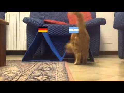 Watch lagu Images Videos Msn News Cat, Watch Images Msn News Cat free Watch Images, Watch Images Msn News Cat