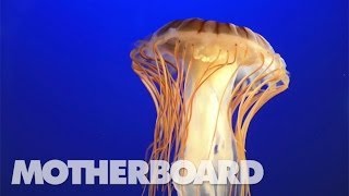 The Jellyfish That Holds a Key to Immortality