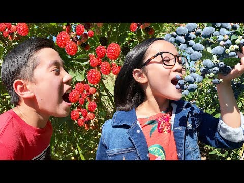 download lagu mp3 mp4 Peach Picking Buffalo Ny, download lagu Peach Picking Buffalo Ny gratis, unduh video klip Peach Picking Buffalo Ny