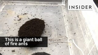 This is a giant ball of fire ants