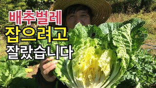 배추벌레 잡으려다 배추 잘라 버렸습니다