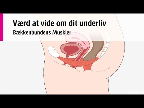 Værd at vide om dit underliv - Bækkenbundens muskler.