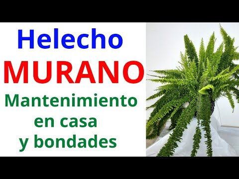 , title : 'HELECHO MURANO, género Nephrolepis. Mantenimiento en casa y bondades'