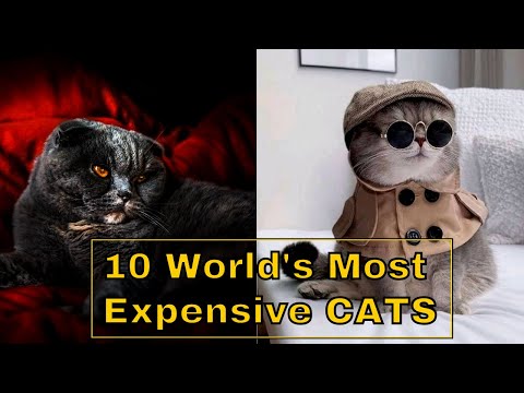 10 Most Expensive Cats in the World - You Won't Believe Their Prices!