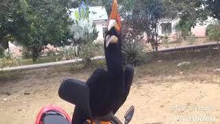 Download lagu Burung enggang mp3