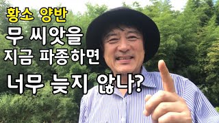 무 씨앗을 추석무렵 파종하는 이유