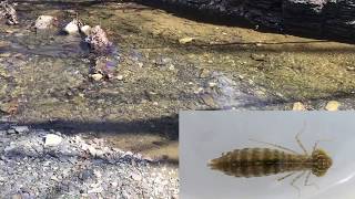 Strolling the Stream at the Cayuga Nature Center