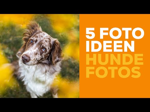 5 PHOTO IDEAS for your dog photos - Dog Photography Image Ideas