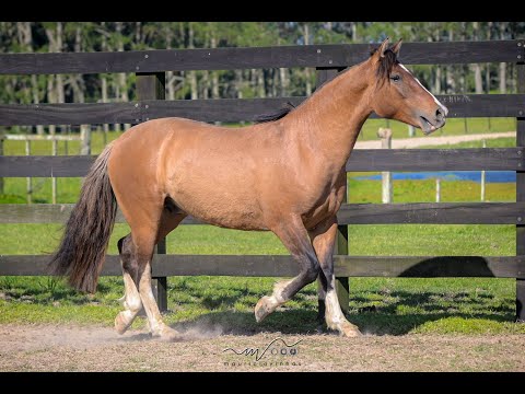 21   BOHEMIO DO LISCANO