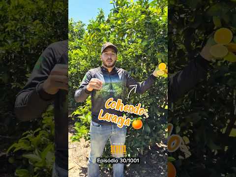 30/1001 - COLHENDO LARANJA 🍊 Faz. SerraDourada-BA #projeto1001 #laranja #laranjaperario #reels