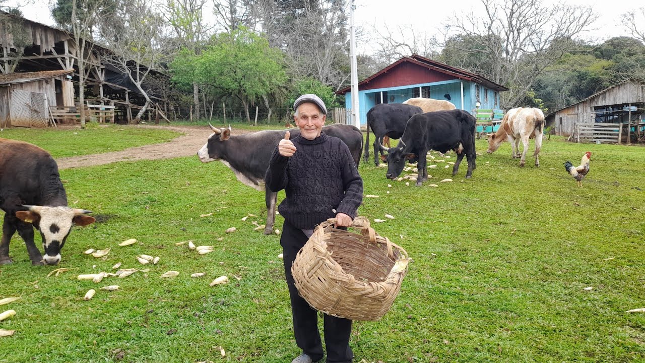 TRATANDO GADO COM RASTOIO NO SITIO SEU MIRINHO