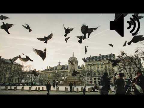 Pigeons Flying Away sound effect (Royalty Free)