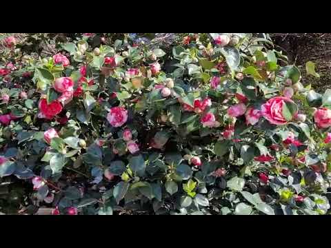 Kamelie bedeutet Erneuerung und Kraft