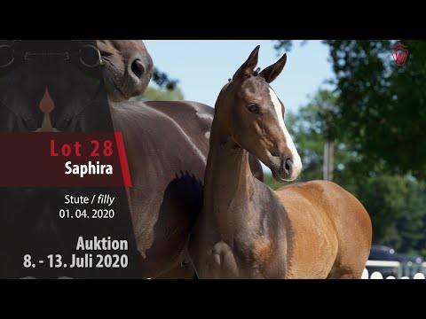 Online Auktion 9. - 13. Juli: Lot 28 Saphira Stute v. Sir Heinrich - Conceicao