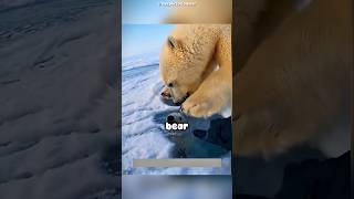 Download lagu This Bear Needed Help for Its Baby 🥹 mp3