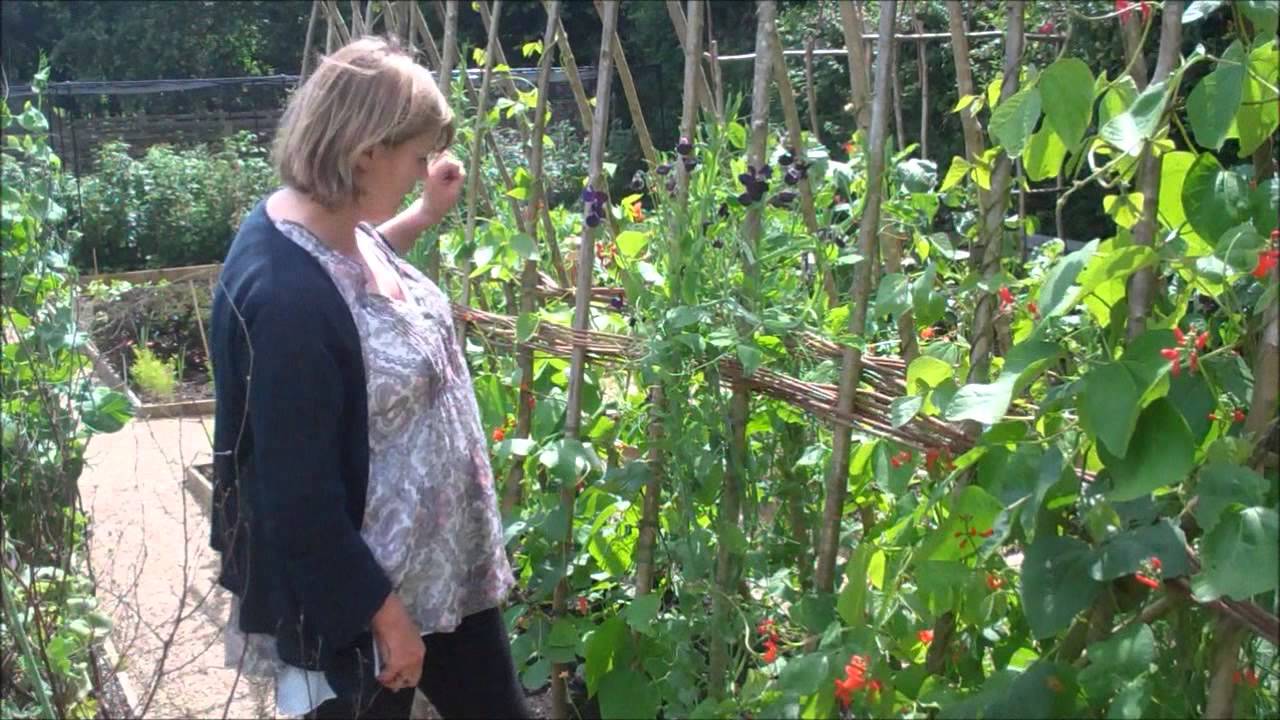 What’s eating my runner bean flowers? EN General