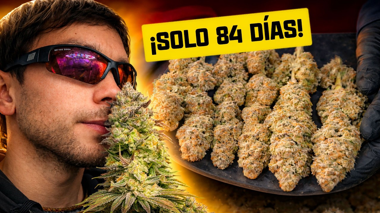 Cultivé 9 Plantas de Elixir en 84 Días con Frío Invernal