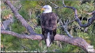 Gabby Visits the Nest! - NEFL Bald Eagles - September 18, 2023