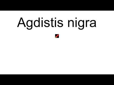 Agdistis Nigra