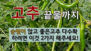 고추 끝물까지 순멎이 않고 좋은고추 다수확 하려면 이것 2가지 해주세요. #고추 순멎이 없이 가꾸는 방법 #…