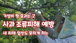 사과 새 피해예방 최소비용으로 효과보는  조류 피해예방하는방법[사과재배]