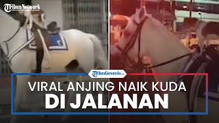 Viral Peristiwa Unik Terekam, Anjing Tumpangi Kuda Tampak Berjalan-jalan Keliling Kota