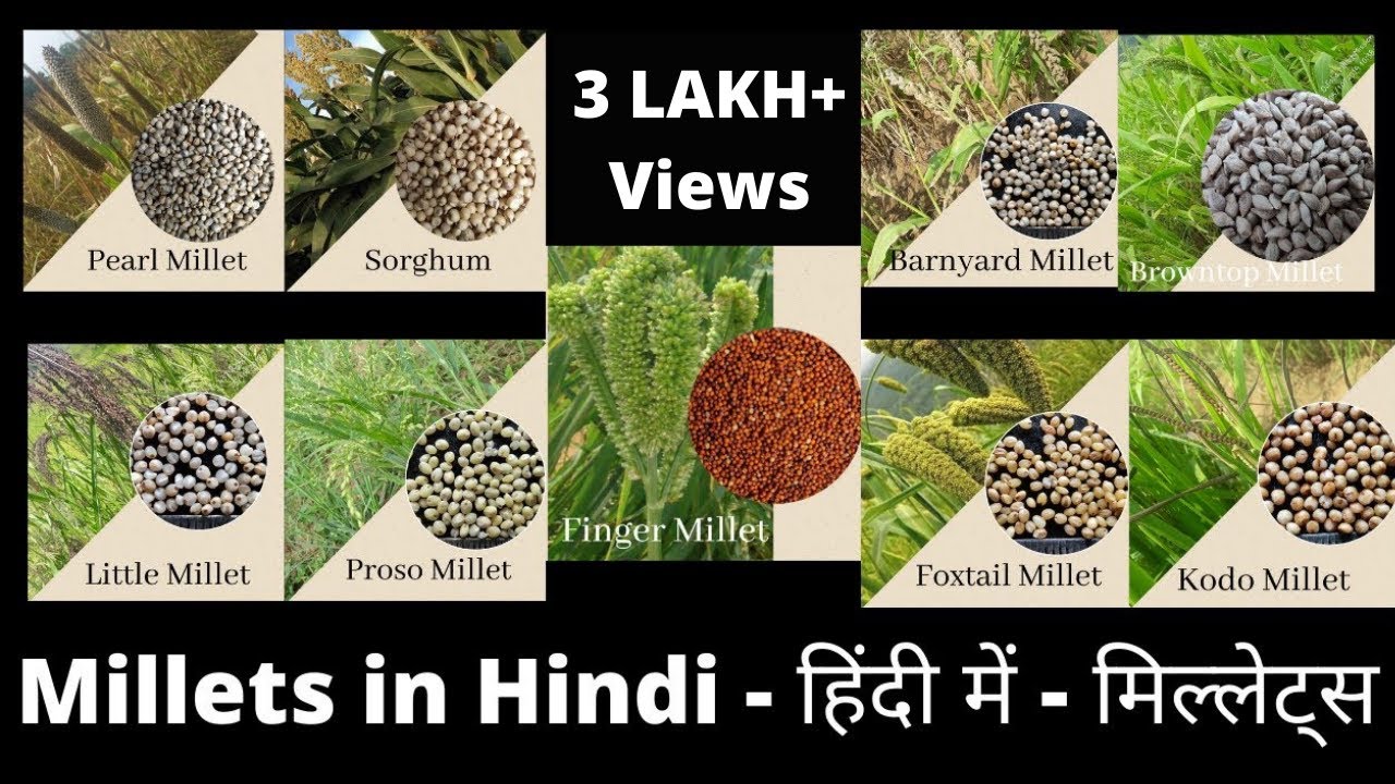 Millets in Hindi - मिल्लेट्स हिंदी में जानकारी || Millets are the Future Crops