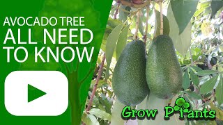 Avocado tree  -  all need to know