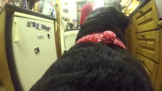 A Dog's Eye View of Christmas