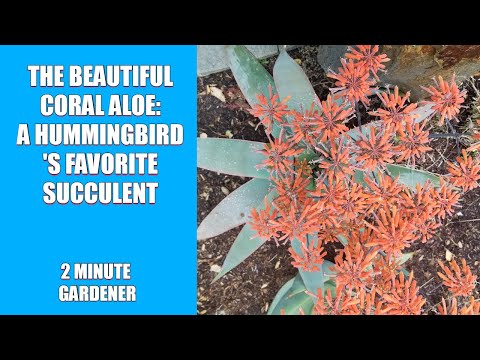 The beautiful Coral Aloe, a hummingbird's favorite succulent
