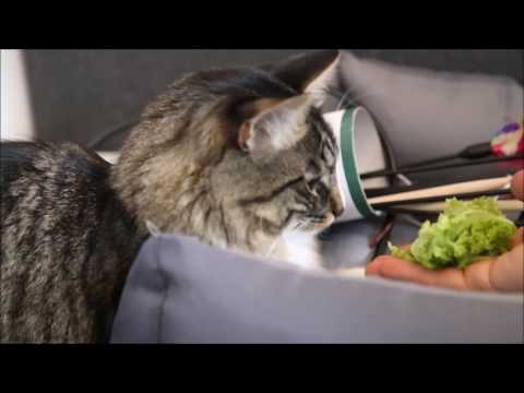 Do Cats like fruits and vegetables?