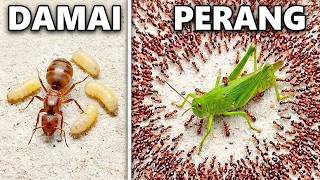 Download lagu Simulating an Ant Colony for 100 Days mp3