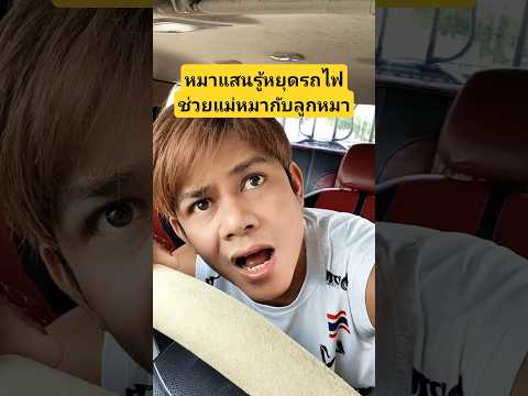 หมาแสนรู้หมาไอ้คิตตี้หยุดรถไฟช่วยแม่หมากับลูกหมา #บังเอิญเจอ #funny #comedy #การแสดงเท่านั้น