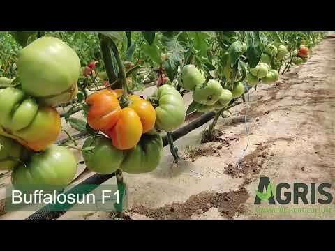 Buffalosun F1 - Cultura de tomate în jud. Cluj, loc. Florești, fermier Tegzesiu Romulus