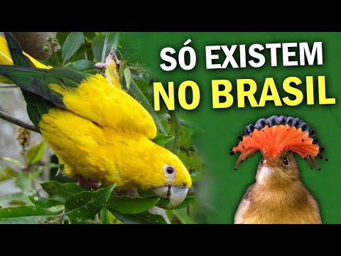 ENDEMIC OF BRAZIL - Birds that ONLY EXIST IN BRAZIL | 100% Brazilian Birds | PLANETA AVES