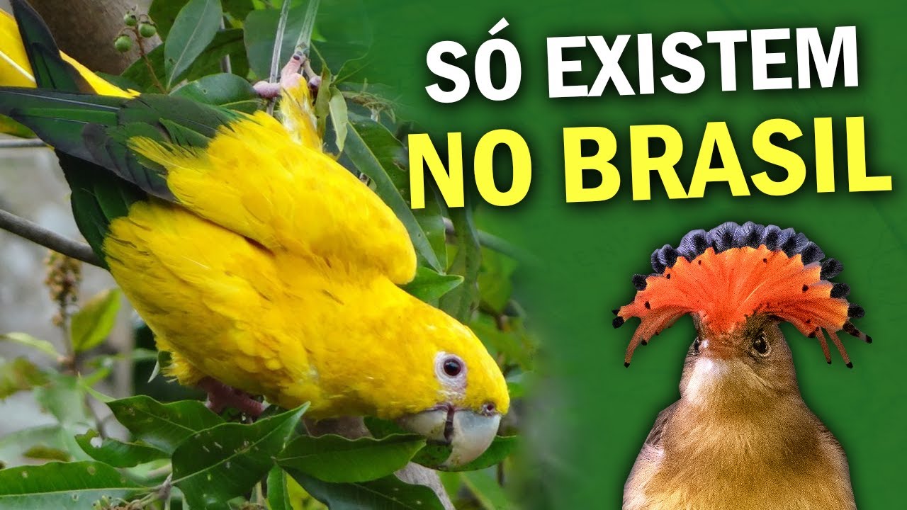 ENDÊMICAS do BRASIL - Aves que SÓ EXISTEM NO BRASIL | Pássaros 100% brasileiros | PLANETA AVES